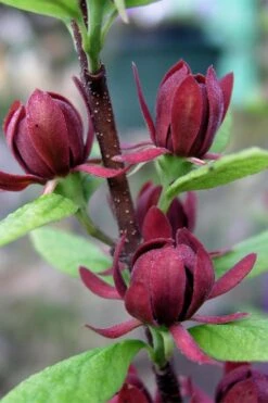 Simply Scentsational Sweetshrub (Calycanthus ) - 3 Gallon Pot 15 Simply Scentsational Sweetshrub (Calycanthus ) - 3 Gallon Pot -Garden Plant Shop calycanthus simply scentsational sweet shrub 3 1
