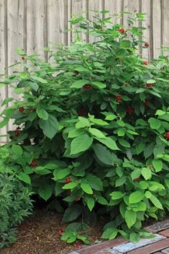 Simply Scentsational Sweetshrub (Calycanthus ) - 2 Gallon Pot -Garden Plant Shop calycanthus simply scentsational sweet shrub 4