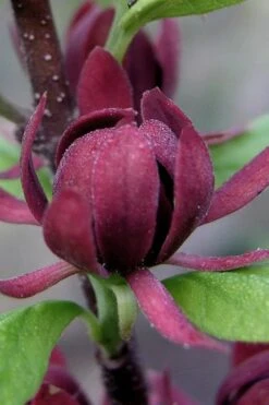 Simply Scentsational Sweetshrub (Calycanthus ) - 3 Gallon Pot 11 Simply Scentsational Sweetshrub (Calycanthus ) - 3 Gallon Pot -Garden Plant Shop calycanthus simply scentsational sweet shrub 7 1