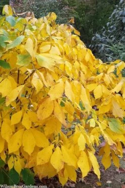 Simply Scentsational Sweetshrub (Calycanthus ) - 1 Gallon Pot -Garden Plant Shop calycanthus simply scentsational sweet shrub 8 2