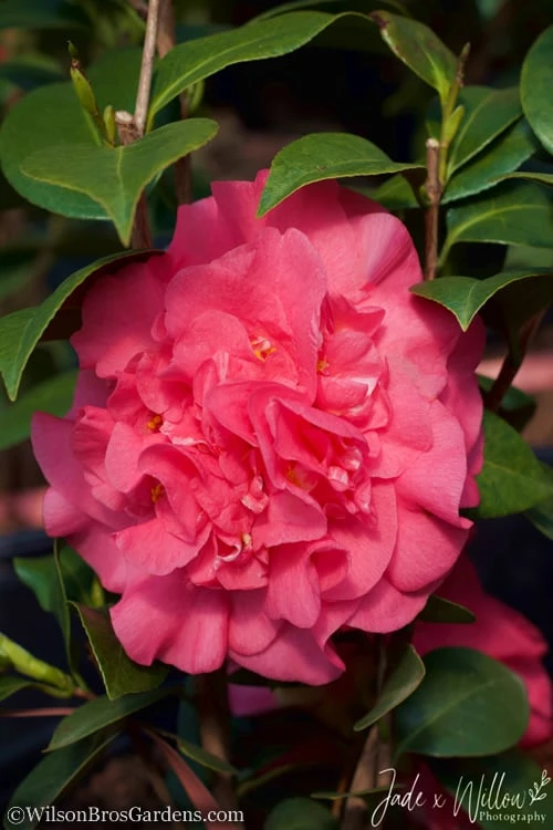 Ack-Scent Fragrant Pink Camellia Japonica - 1 Gallon Pot 4 Ack-Scent Fragrant Pink Camellia Japonica - 1 Gallon Pot - Image 4