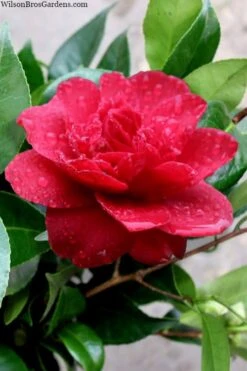 Altheaflora Camellia - 3 Gallon Pot -Garden Plant Shop camellia altheaflora 1
