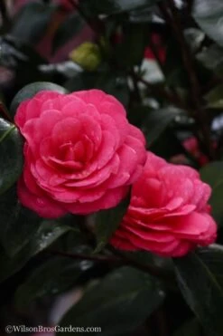 April Dawn Cold Hardy Camellia Japonica - 1 Gallon Pot -Garden Plant Shop camellia april dawn 20