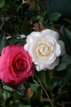 April Dawn Cold Hardy Camellia Japonica - 1 Gallon Pot -Garden Plant Shop camellia april dawn 21