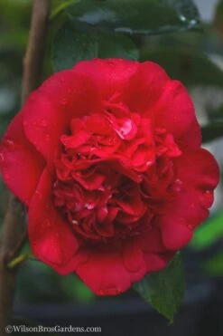 April Tryst Camellia Japonica - 3 Gallon Pot -Garden Plant Shop camellia april tryst 21 2