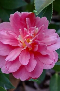 Autumn Spirit Camellia - Hybrid - 3 Gallon Pot -Garden Plant Shop camellia autumn spirit 21 1