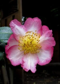 Autumn Sunrise Camellia Sasanqua - 1 Gallon Pot -Garden Plant Shop camellia autumn sunrise 10