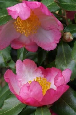Autumn Sunrise Camellia Sasanqua - 1 Gallon Pot -Garden Plant Shop camellia autumn sunrise 2