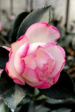 Bob's Supreme Camellia - 3 Gallon Pot -Garden Plant Shop camellia bobs supreme 2