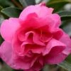 Brandy's Temper Camellia Sasanqua - 3 Gallon Pot