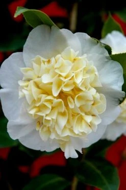 Brushfield Yellow Camellia Japonica - 1 Gallon Pot -Garden Plant Shop camellia brushfield yellow 25 1