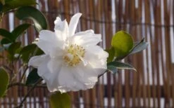 Chisato No Aki Camellia Japonica - 3 Gallon Pot -Garden Plant Shop camellia chisato no aki 5