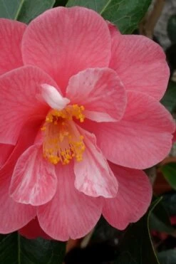 Coral Delight Camellia Hybrid - 1 Gallon Pot -Garden Plant Shop camellia coral delight 3
