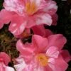 Coral Delight Camellia Hybrid - 1 Gallon Pot