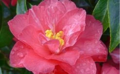 Coral Delight Camellia Hybrid - 1 Gallon Pot -Garden Plant Shop camellia coral delight 5