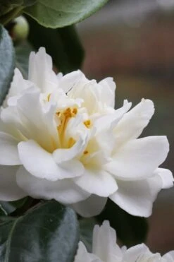 Cream Puff Fragrant Camellia - 3 Gallon Pot -Garden Plant Shop camellia cream puff 1