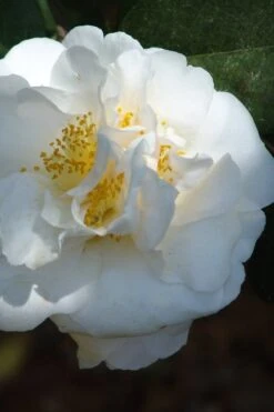 Cream Puff Fragrant Camellia - 3 Gallon Pot -Garden Plant Shop camellia cream puff 2