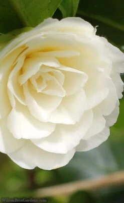 Dahlonega Camellia Japonica - 3 Gallon Pot -Garden Plant Shop camellia dahlonega 3