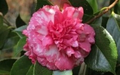 Sacred Dance Camellia Japonica 'Daikagura' - 1 Gallon Pot 11 Sacred Dance Camellia Japonica 'Daikagura' - 1 Gallon Pot -Garden Plant Shop camellia daikagura 20