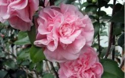Debutante Pink Camellia Japonica - 6 Pack Of 1 Gallon Pots 8 Debutante Pink Camellia Japonica - 6 Pack Of 1 Gallon Pots -Garden Plant Shop camellia debutante pink 5 1
