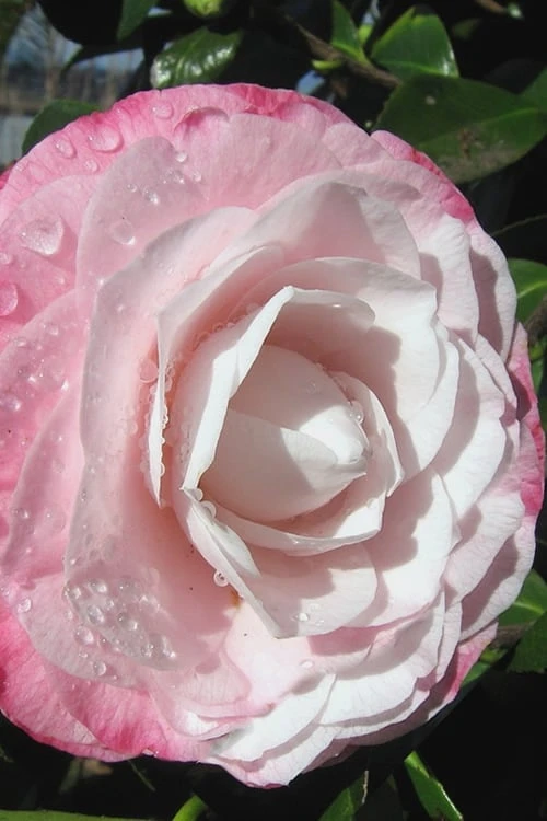 Desire Camellia Japonica - 1 Gallon Pot 5 Desire Camellia Japonica - 1 Gallon Pot - Image 5