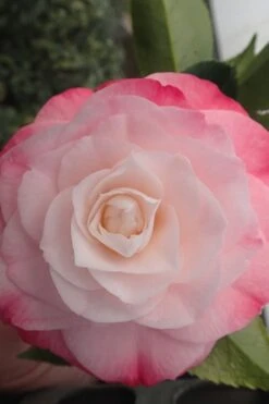 Desire Camellia Japonica - 3 Gallon Pot 8 Desire Camellia Japonica - 3 Gallon Pot -Garden Plant Shop camellia desire 3 1