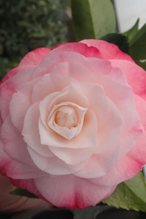 Desire Camellia Japonica - 3 Gallon Pot 4 Desire Camellia Japonica - 3 Gallon Pot - Image 4