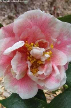 Dorothy Zerkowski Camellia Japonica - 3 Gallon Pot
