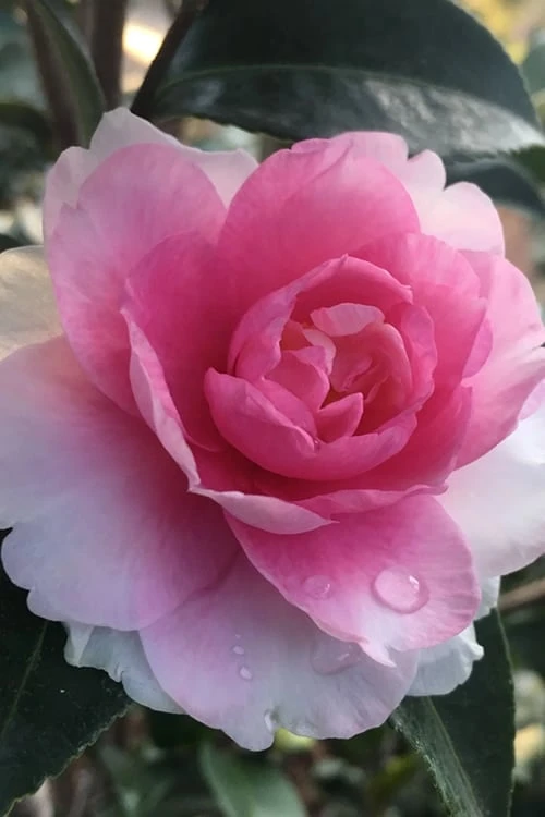 Dream Weaver Camellia Sasanqua - 3 Gallon Pot 1 Dream Weaver Camellia Sasanqua - 3 Gallon Pot