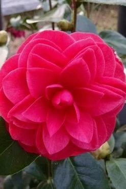 Glen 40 Camellia Japonica - 1 Gallon Pot