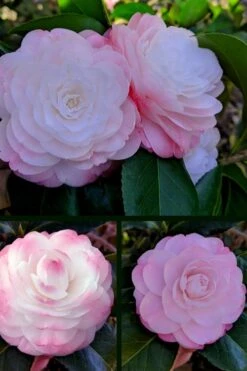 Guest Star Camellia Japonica - 1 Gallon Pot -Garden Plant Shop camellia guest star 3