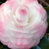 Guest Star Camellia Japonica - 1 Gallon Pot