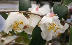 Snowbells Camellia (Camellia Transarisanensis) - 3 Gallon Pot -Garden Plant Shop camellia handelii snowbells 3