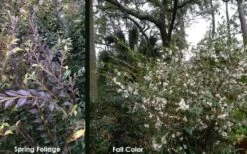 Snowbells Camellia (Camellia Transarisanensis) - 3 Gallon Pot -Garden Plant Shop camellia handelii snowbells 5