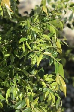 Snowbells Camellia (Camellia Transarisanensis) - 3 Gallon Pot -Garden Plant Shop camellia handelii snowbells 6