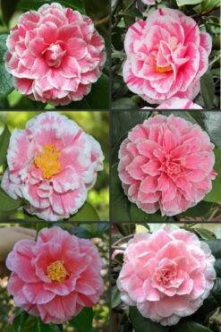 Brilliant Gem Fragrant Camellia Japonica 'Herme' - 1 Gallon Pot -Garden Plant Shop camellia herrmes 1