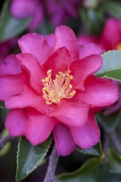 Hiryu Camellia Sasanqua - 3 Gallon Pot