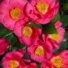 Bright Eyes Camellia Japonica - 3 Gallon Pot