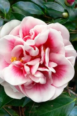 Irrational Exuberance Camellia Japonica - 1 Gallon Pot -Garden Plant Shop camellia irrational exuberance 3