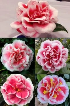 Irrational Exuberance Camellia Japonica - 1 Gallon Pot -Garden Plant Shop camellia irrational exuberance 6