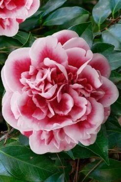 Irrational Exuberance Camellia Japonica - 1 Gallon Pot -Garden Plant Shop camellia irrational exuberance 7