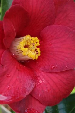 Adeyaka Camellia Japonica - 3 Gallon Pot -Garden Plant Shop camellia japonica adeyaka 1