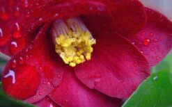 Adeyaka Camellia Japonica - 3 Gallon Pot -Garden Plant Shop camellia japonica adeyaka 3