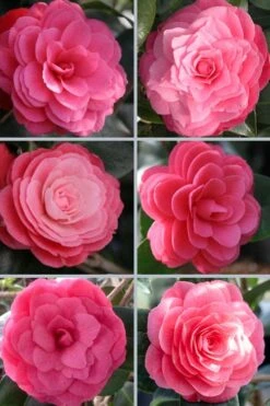 April Kiss Pink Double Flowered Camellia Japonica - 1 Gallon Pot -Garden Plant Shop camellia japonica april kiss 102 1