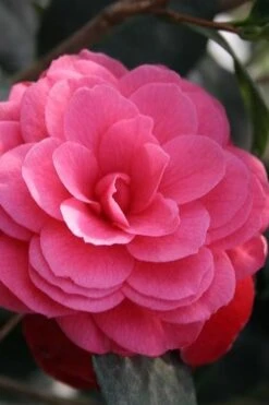 April Kiss Pink Double Flowered Camellia Japonica - 1 Gallon Pot -Garden Plant Shop camellia japonica april kiss 103 1