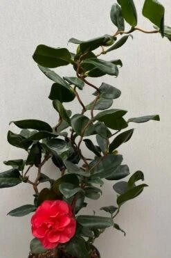 Curly Lady Camellia Japonica - 1 Gallon Pot -Garden Plant Shop camellia japonica curly lady 8