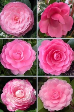 E.G. Waterhouse Camellia - Williamsii Hybrid - 1 Gallon Pot -Garden Plant Shop camellia japonica e g waterhouse 21 1