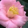 Isaribi Camellia Japonica - 3 Gallon Pot