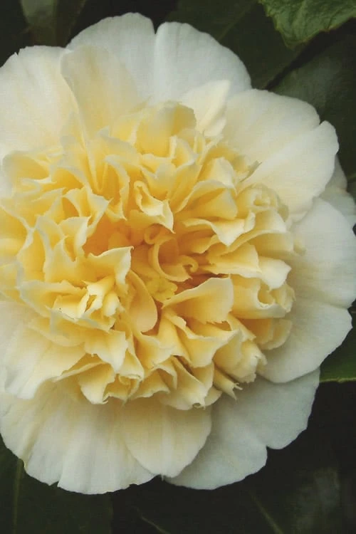 Jury's Yellow Camellia - 3 Gallon Pot -Garden Plant Shop camellia japonica jurys yellow 100 1