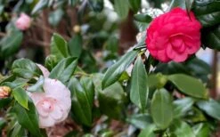 LA Peppermint Camellia Japonica - 1 Gallon Pot 11 LA Peppermint Camellia Japonica - 1 Gallon Pot -Garden Plant Shop camellia japonica la peppermint 101 1